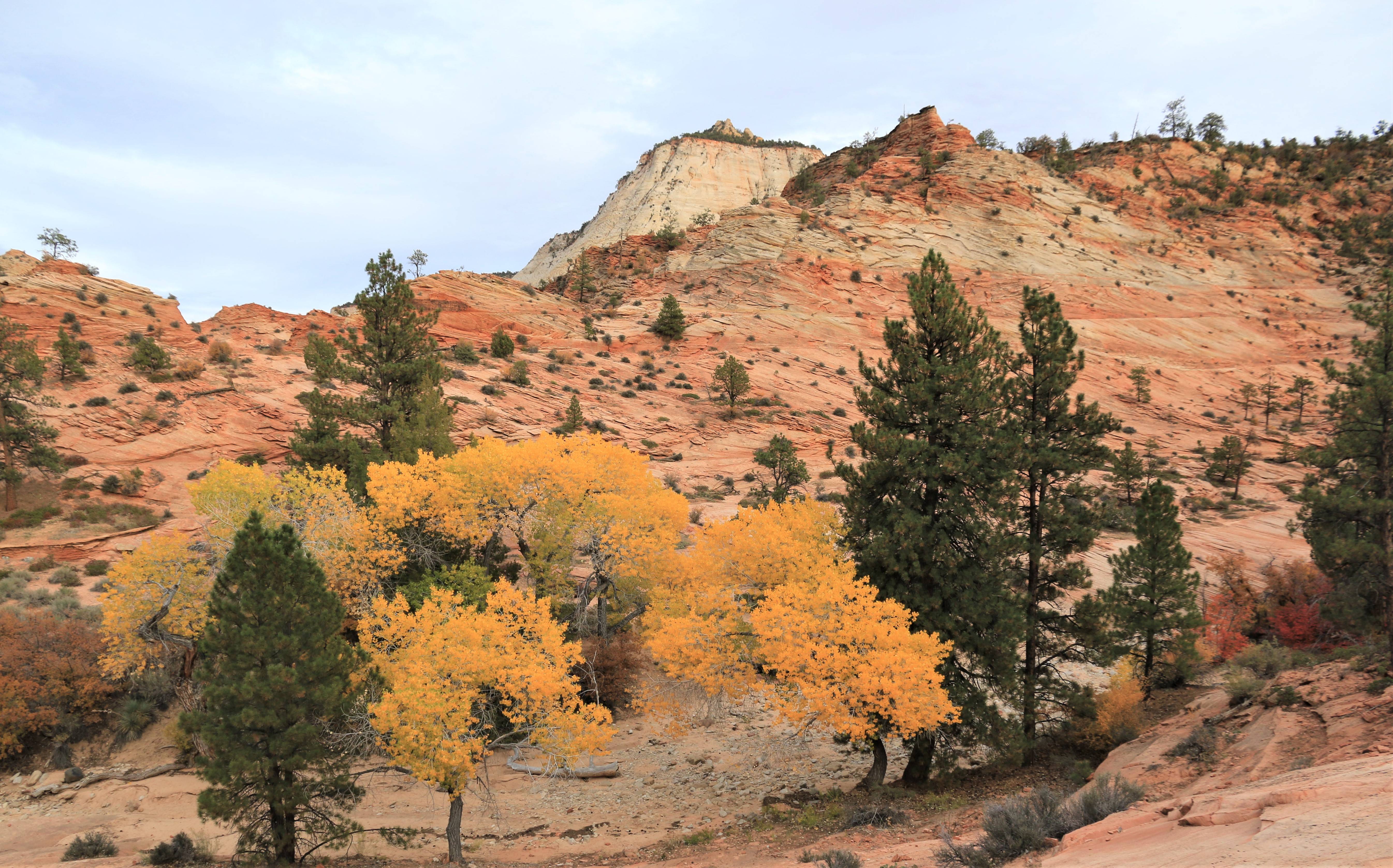 Zion NP